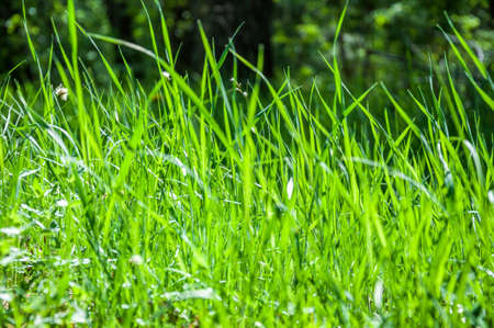 Spring grass growing background.Garden backdrop.の写真素材