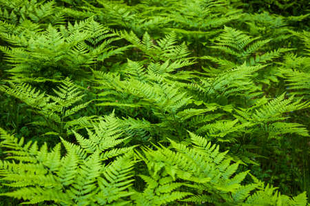 Fern in the forest Closeup shot.の写真素材