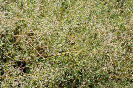 Summer bush plant background.Nature backdrop.