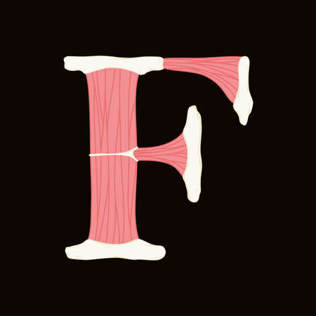 Vector muscle letter.Art font.のイラスト素材