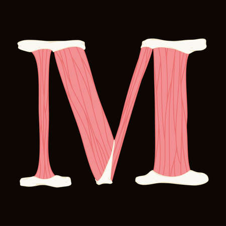 Vector muscle letter.Art font.のイラスト素材