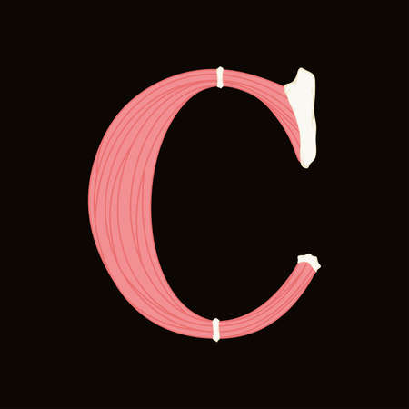Vector muscle letter.Art font.のイラスト素材