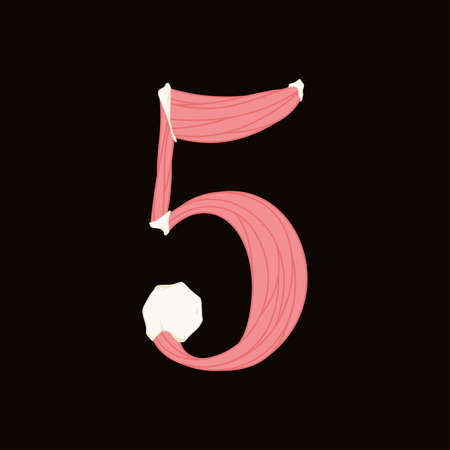 Vector muscle number.Art font.のイラスト素材