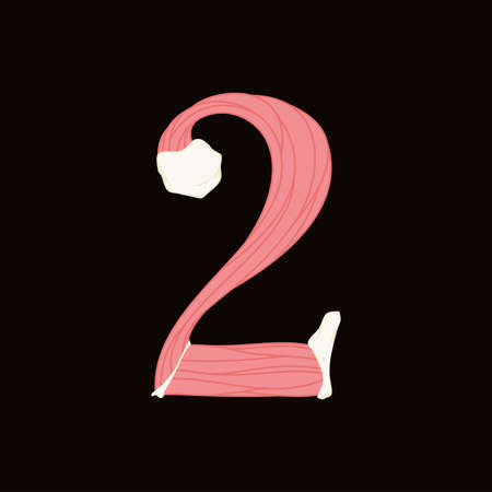 Vector muscle number.Art font.のイラスト素材