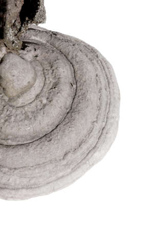 Fomes fomentarius mushroom isolated on white background.