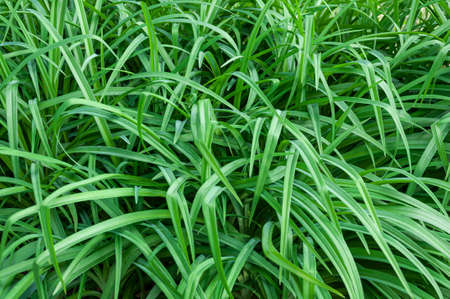 Carex plant bush growing in the garden.