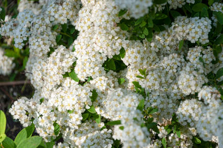 Physocarpus opulifolius flowering shrub in the park.
