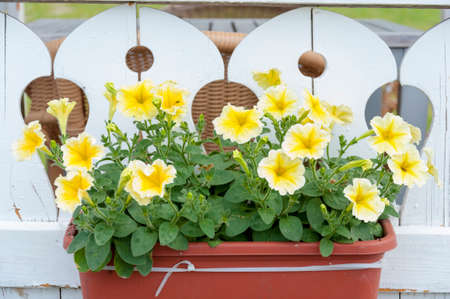 Blooming flowers in a pot on a garden terrace.の写真素材