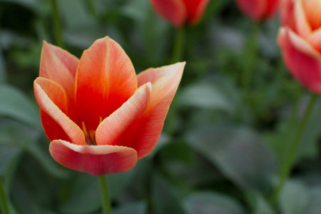 Isolated orange tulipの写真素材