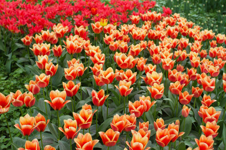 Yellow and red tulip field in gardenの写真素材