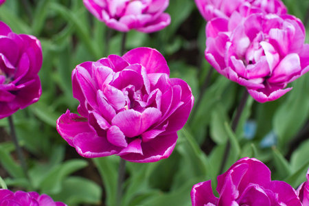 Group purple tulips. Spring landscape.の写真素材