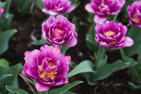 Group fluffy purple tulips. Spring landscape.の写真素材