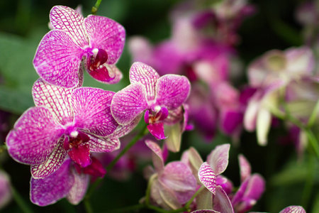 Branch of pink orchidsの写真素材
