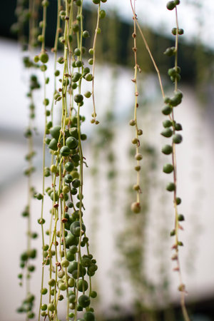 Hanging green little peas of Senecio rowleyの写真素材