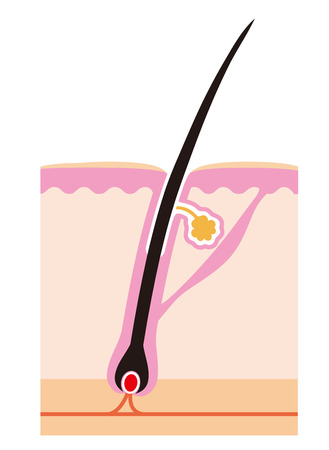 Hair, structure, body, cross-sectional viewsの写真素材