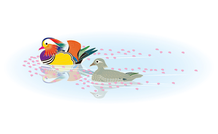 Spring of Mandarin duckのイラスト素材