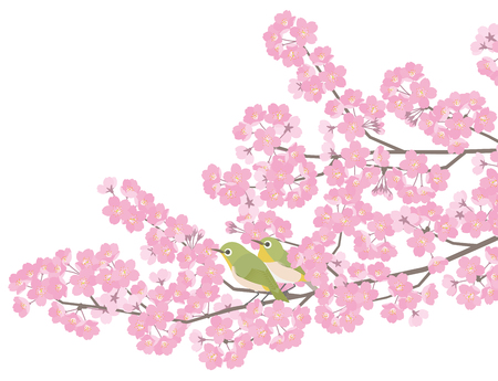 Japanese white eye and cherry blossom. Japanese style.のイラスト素材