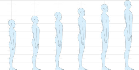 Human height balance seen from the side. Illustration of a male body with 6.5 heads, 7 heads, 8 heads, and 9 heads.のイラスト素材