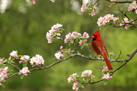 A cardinal in the spring on a limb of a cherry blossom treeの写真素材