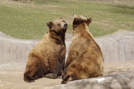  A picture of two brown bears during mating season taken at a wisconsin zoo                               の写真素材