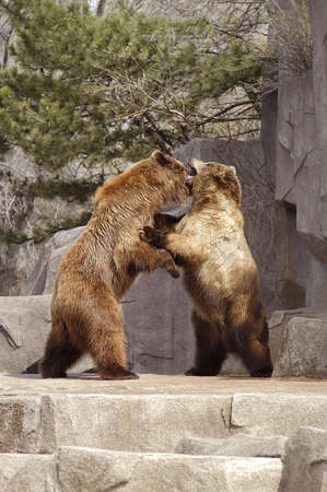  A picture of two brown bears fighting at a Wisconsin zoo                               の写真素材
