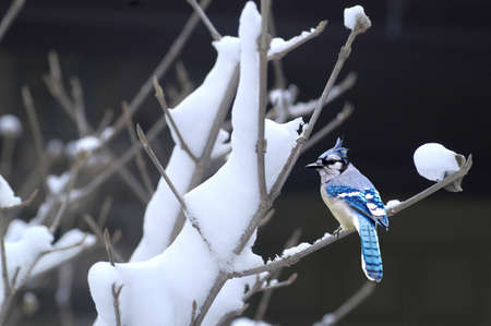  A picture of a bluejay during winter taken in a forest in Indiana                               の写真素材