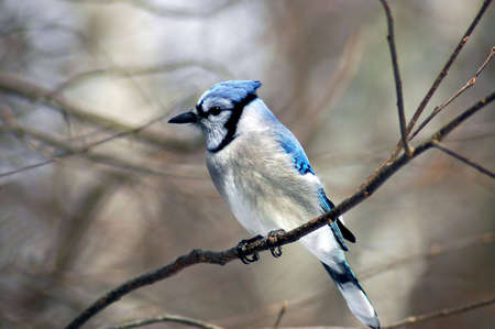  A picture of a bluejay during winter taken in a forest in Indianaの写真素材