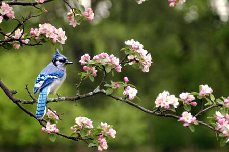 A picture of a bluejay on a cherry blossom tree taken in Indianaの写真素材