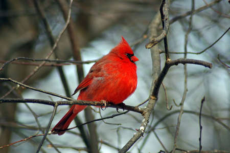  A picture of a male cardinal taken in the winter
