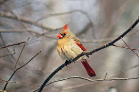  A picture of a female cardinal taken in the winterの写真素材