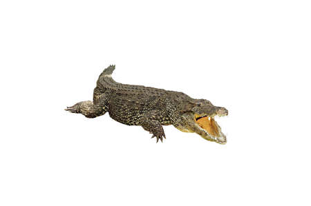 A isolated extracted picture of a corcodile taken at a Miami zooの写真素材