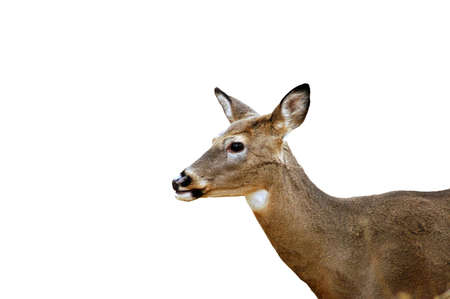 A picture of a doe isolated deer taken in a forest in Indianaの写真素材