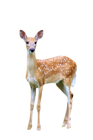 A isolated picture of a fawn deer taken in a forest in Indianaの写真素材