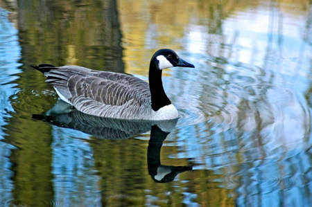 A picture of a goose taken in a pond in Wisconsinの写真素材