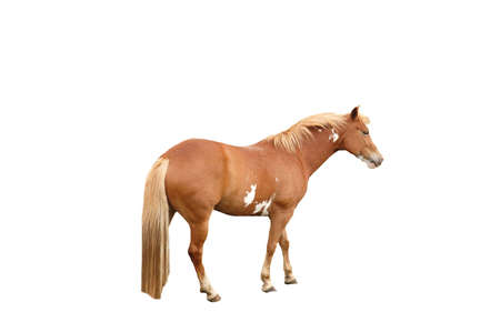 A isolated shot of a horse  taken on a ranch in Indianaの写真素材