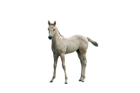 A isolated shot of a young colt taken on a ranch in Indianaの写真素材