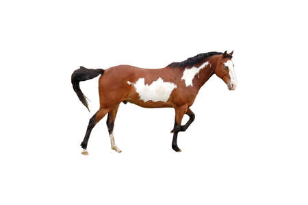A isolated picture of a horse taken on a ranch in Indianaの写真素材
