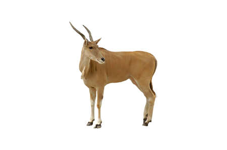 A isolated picture of an impala taken at a Miami zooの写真素材