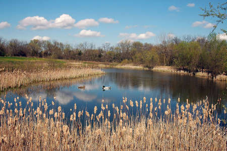 A picture of a march in Wisconsin with a pair of mallardsの写真素材