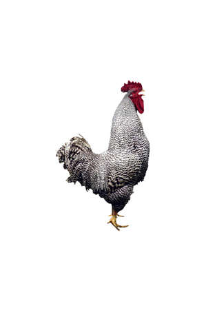 A isolated picture of a rooster taken on a farm in indianaの写真素材