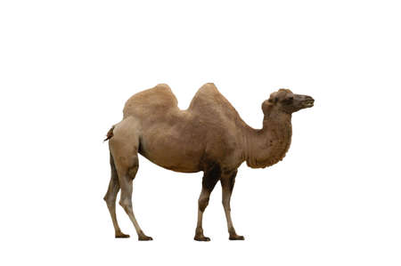 A isolated extracted picture of a camel taken at a Miami zooの写真素材