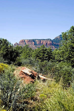 A picture of the desert vegitation and rock colors that is Sedona Arizonaの写真素材