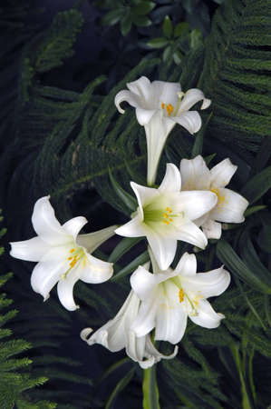  A picture of a bouquet of white Easter lilies                                の写真素材