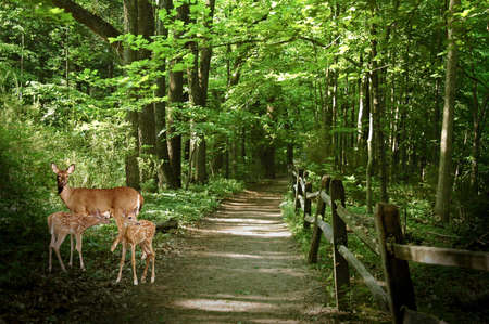 A picture of doe and fawn in the woods in Indianaの写真素材