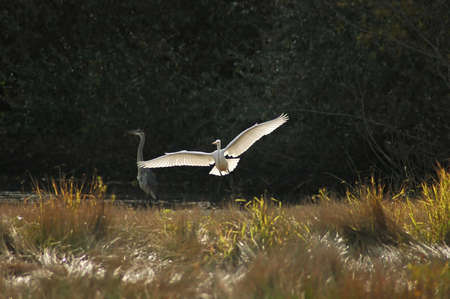A picture of a white crane taking off at a marsh pond in the midwest