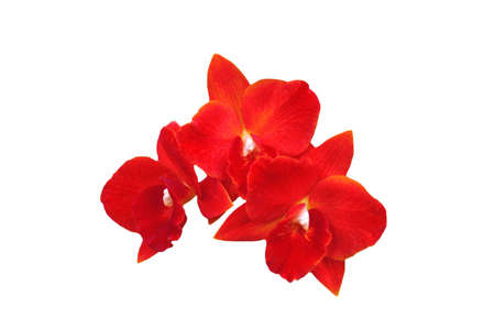 A isolated picture of a red orchidの写真素材