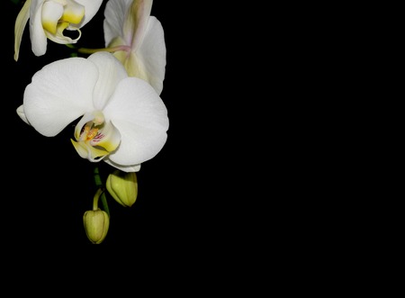 Beautiful white orchid isolated on a black  backgroundの写真素材