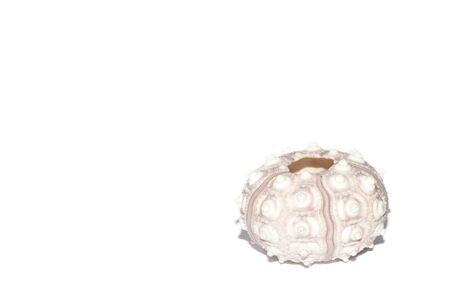 Sea urchin Sputnik isolated on a white backgroundの写真素材