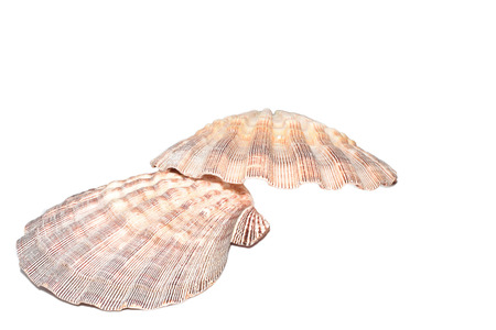 The Marine Mollusca Lyropecten nodosus on a white background