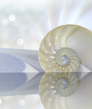 Chambered Nautilus cutaway Shell on beach reflected in waterの写真素材